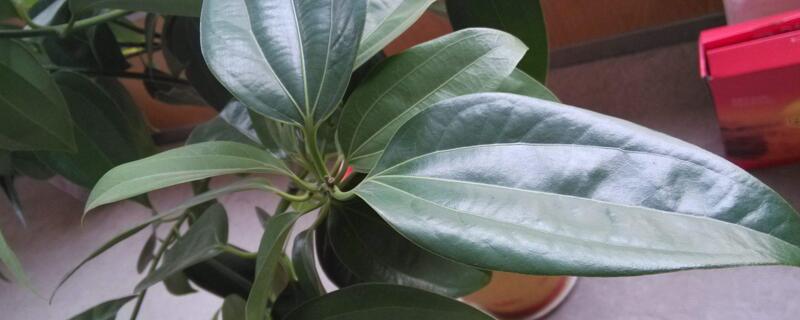 肉桂树怎么养（肉桂树怎么养殖）