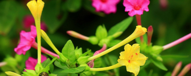 夜来香盆栽怎样修剪（夜来香盆栽怎样修剪视频）