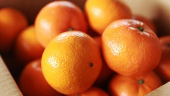 沃柑上市时间（广西沃柑上市时间）