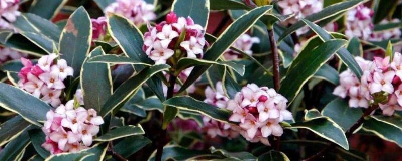 金边瑞香的养殖方法和注意事项 冬天金边瑞香的养殖方法和注意事项