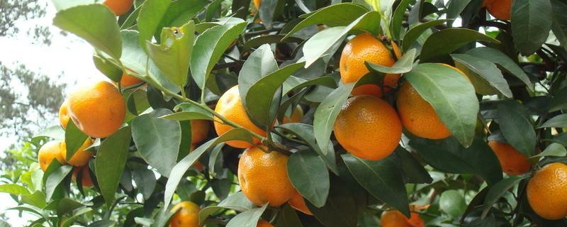 桔子树枯萎怎么办（桔子树干枯了怎么办）