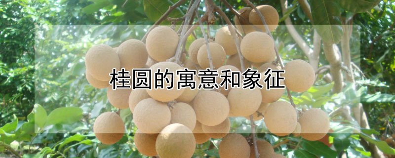 桂圆的寓意和象征(桂圆象征的意义是什么)