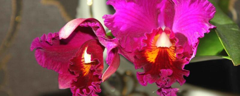 卡特兰开花后如何剪枝（卡特兰花期后怎样剪枝）