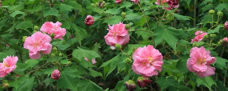 三醉芙蓉怎么养（三醉芙蓉花的养殖方法和注意事项）