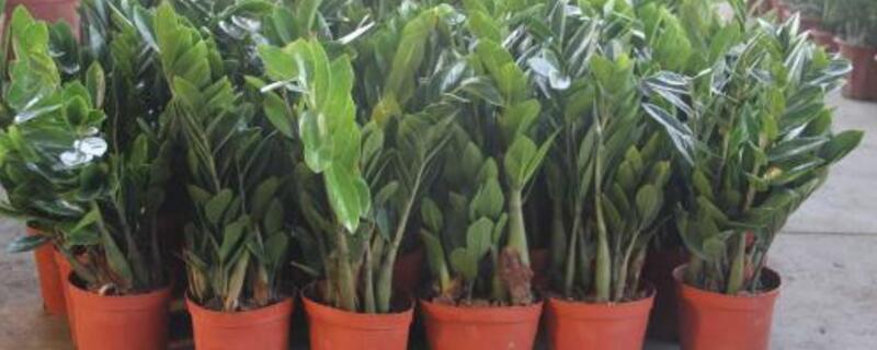 摇钱树怎么养才茂盛 摇钱树树怎么养才长得好