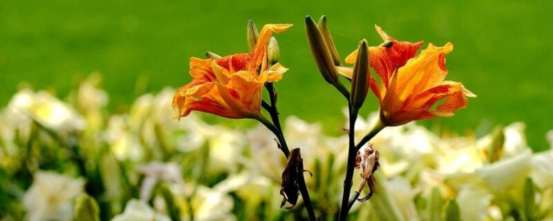 怎么养殖宣草花 怎样养殖花卉植物