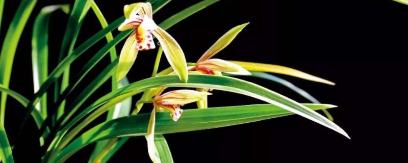 艺兰的种植要点(叶艺兰的种植要点)
