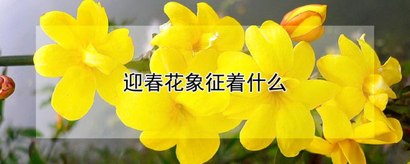 迎春花象征着什么（迎春花象征着什么精神）