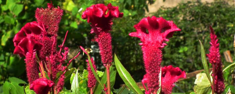 鸡冠花盆栽种植方法 鸡冠花能盆栽吗