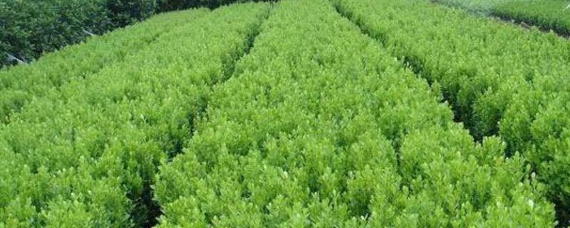 海桐苗的培育方法（海桐苗的培育方法从小怎么培育?）