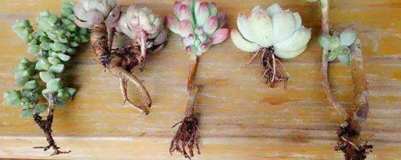 多肉修根后多菌灵泡多久（多肉烂根用多菌灵浸泡多久）