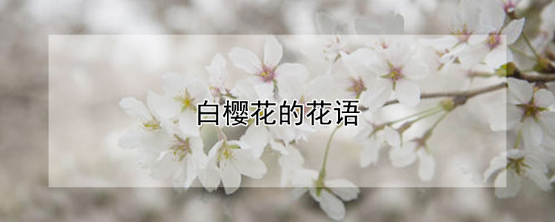 白樱花的花语（白色樱桃花的花语）