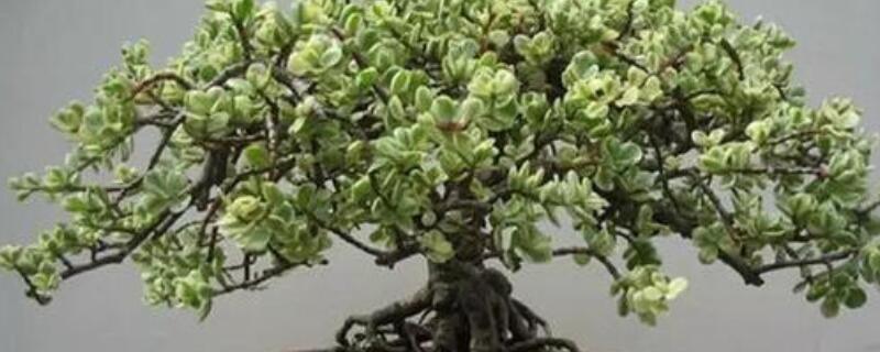 金枝玉叶换盆后浇水吗（金枝玉叶换盆后注意什么）