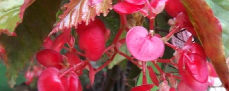 竹节海棠水培方法（竹节海棠水培方法图解）