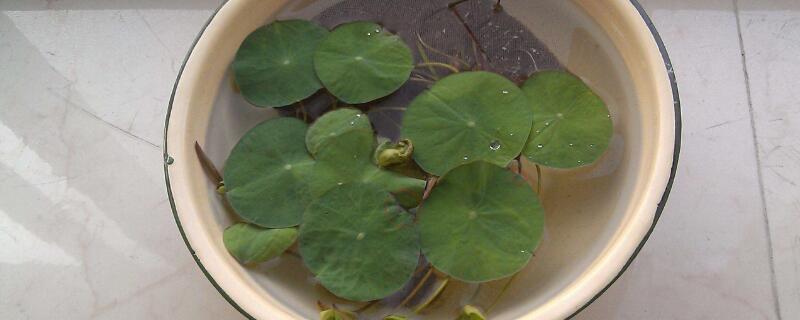 晚莲什么时候种植（晚莲怎么种）