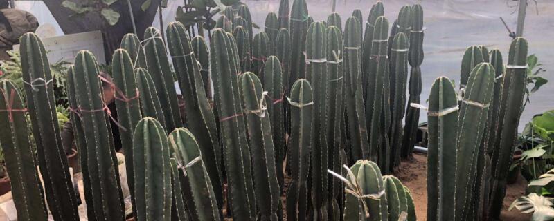 天轮柱怎么养 量天柱怎么养