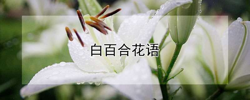 白百合花语 白百合花语每朵代表什么