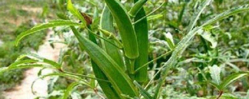 秋葵需要打岔吗（秋葵需要打叉吗）