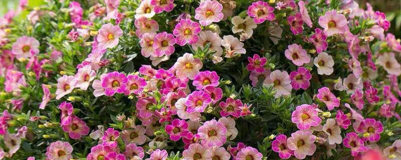 百万小铃枯了怎么挽救 百万小铃容易死