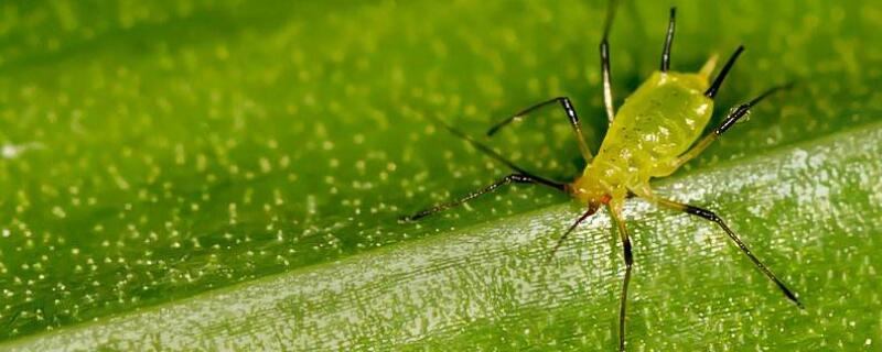 蚍虫林能杀哪些害虫（蚍虫林杀虫剂）