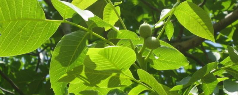 核桃树生虫用什么药（核桃树生虫用什么药打?）