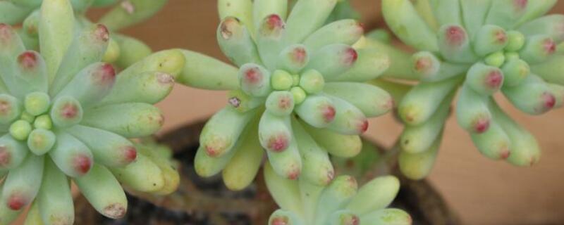 乙女心多肉怎么养 乙女心多肉怎么养成老桩