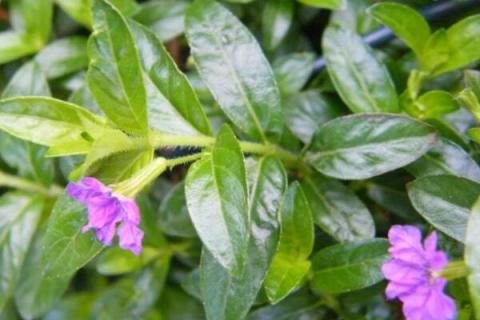 细叶雪茄花叶子干枯