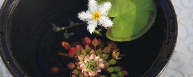 一叶莲水培用啥肥料（一叶莲水培还是土培好）