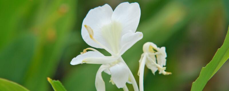 姜花块茎怎么种（姜花种球种植步骤）
