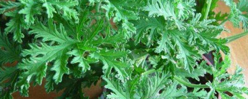 驱蚊草怎么栽法（驱蚊草怎么移栽）