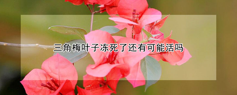 三角梅叶子冻死了还有可能活吗（三角梅干枯了还能活吗）