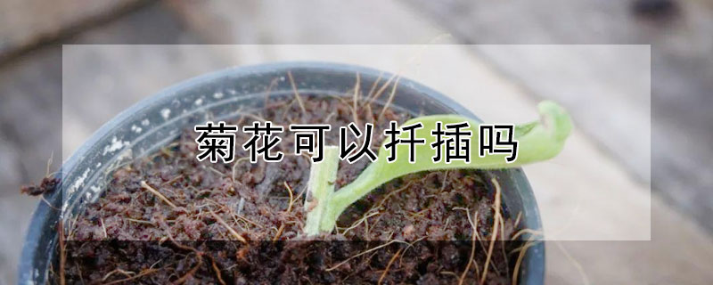 菊花可以扦插吗(乒乓球菊花可以扦插吗)