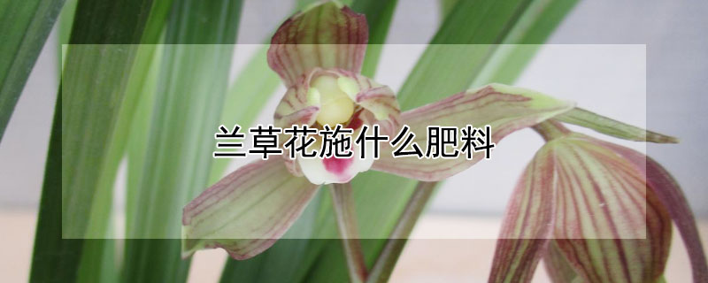 兰草花施什么肥料 兰草施肥用什么肥料