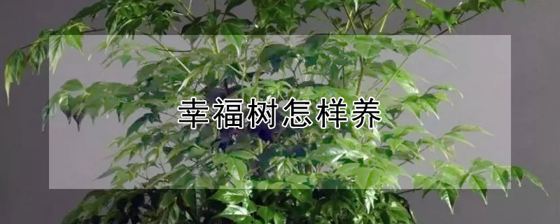 幸福树怎样养（幸福树怎样养叶子油绿发亮）