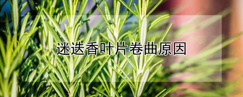 迷迭香叶片卷曲原因 迷迭香的叶子为什么会卷曲