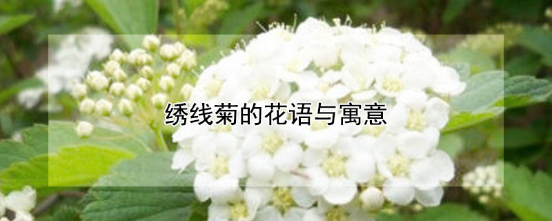 绣线菊的花语与寓意 麻叶绣线菊的花语是什么