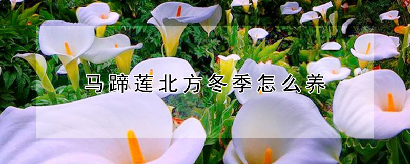 马蹄莲北方冬季怎么养 马蹄莲室外种植冬季怎么养