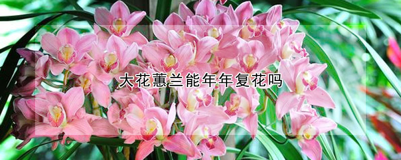 大花蕙兰能年年复花吗 大花蕙兰第二年开花