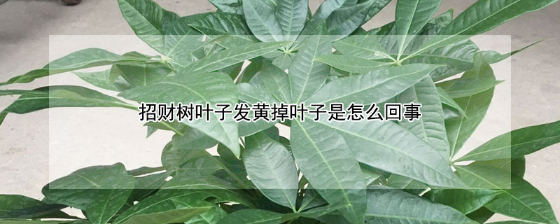 招财树叶子发黄掉叶子是怎么回事(招财树老是叶子黄掉叶子)