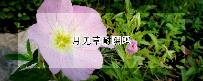 月见草耐阴吗（月见草怕晒吗）