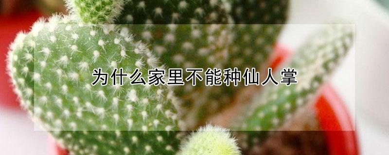 为什么家里不能种仙人掌 家里能栽仙人掌吗