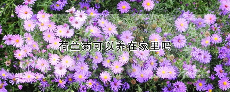 荷兰菊可以养在家里吗 荷兰菊花适合在室内养吗