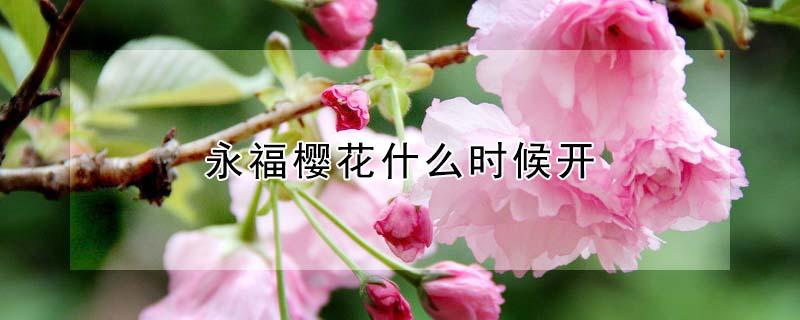 永福樱花什么时候开（永福樱花园几月份开?）