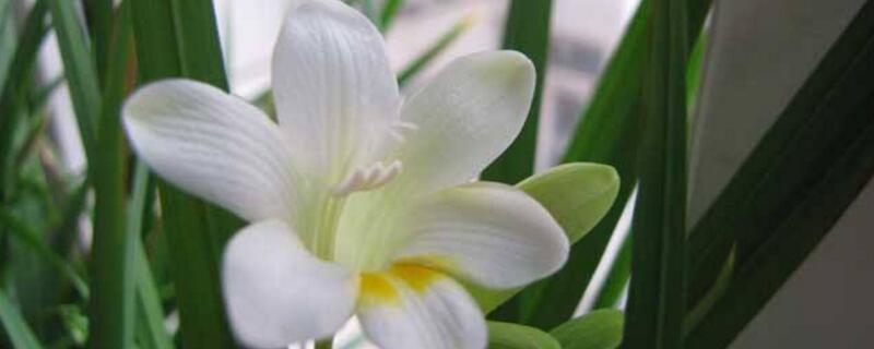 香雪兰的花语 紫色香雪兰的花语