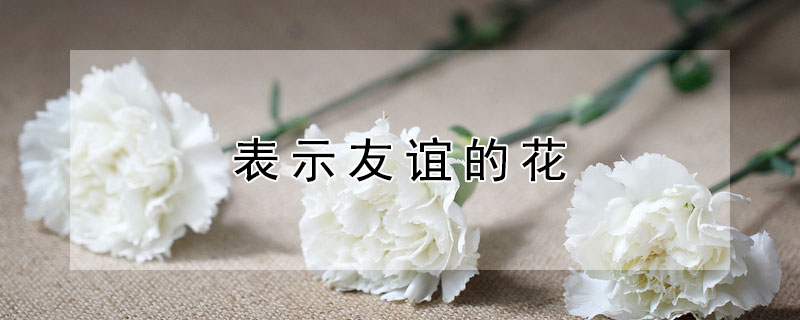 表示友谊的花 表示友谊的花语的花