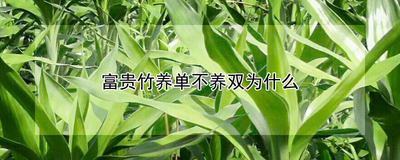 富贵竹养单不养双为什么 富贵竹是不是不能养双数