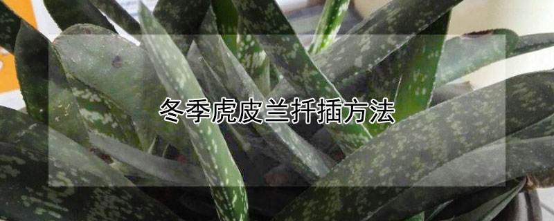 冬季虎皮兰扦插方法(虎皮兰的扦插方法和注意事项)