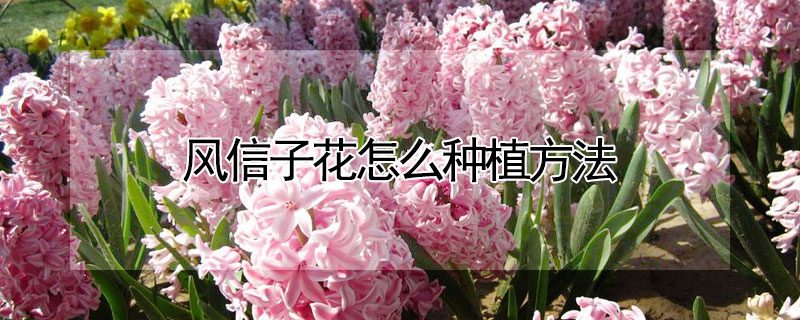 风信子花怎么种植方法 风信子花怎么栽