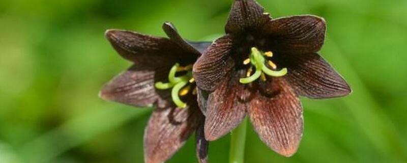 黑百合花语（黑百合花语是什么）