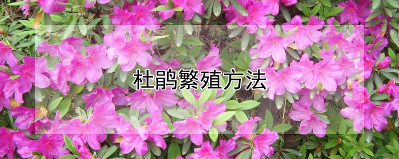 杜鹃繁殖方法（杜鹃 繁殖）